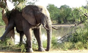 Big elephant lifts hind leg to relieve an itchy behind