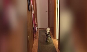 Cutest Baby Reaction to a Dog Playing Fetch