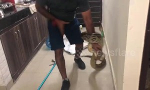 10ft long python caught in kitchen in India