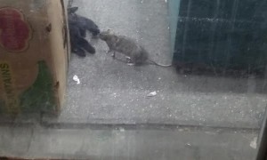 New York Rat Bullies Cat out of the Way