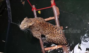 Leopard rescued from drowning in deep well in India