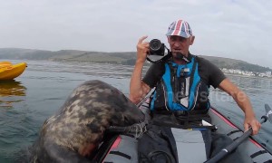 Playful seal tries to climb aboard kayak
