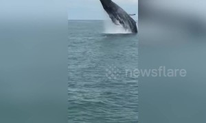 Amazing tourist boat encounter with humpback whale