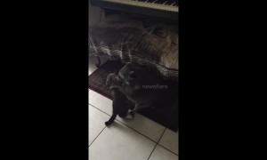 Adorable battle between Becky the raccoon and upstart kitten