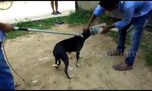 Relief for dog with head stuck in plastic box for three days