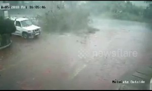 Two men survive after tree falls on their car