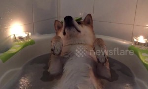 Dog enjoys his own private spa treatment