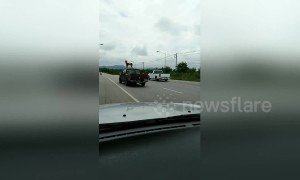 Dog rides on the roof of pick-up truck