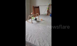 Budgie shows off incredible football skills