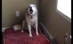 Extremely stubborn husky throws hilarious temper tantrum