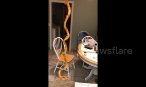 Man finds legendary foot-long curly fry in his fast food order