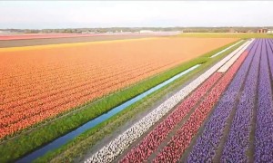 Spectacular aerial footage shows colourful bands of Dutch tulips