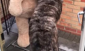Dog Gets Giant Teddy Bear