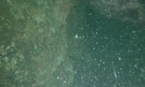 Father and Son Share Unforgettable Moment with Seal