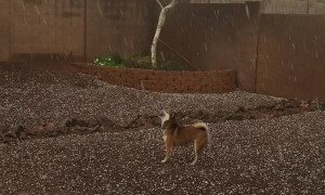 Dog Can't Get Enough of Hail