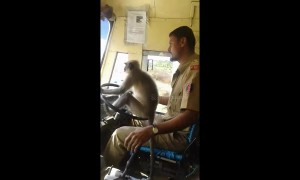 Cheeky monkey attempts to drive bus in India