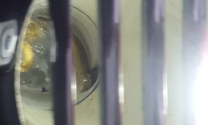 Snake Discovered in Bathroom Drain