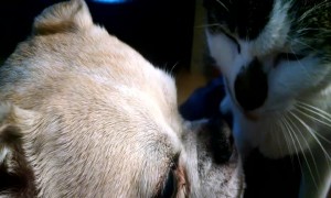 Sweet Cat Showers Dog with Love