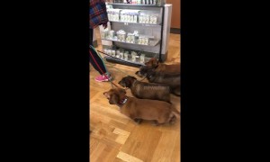 Synchronised sausage dogs: four pooches waddle in unison