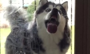 AMAZING Huskies and Puppies