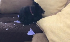 Don't look at me! Guilty Scottie dog hides behind a pillow after being caught