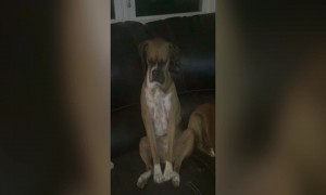 Cute Dog Trying to Stay Awake