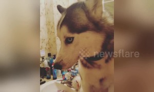 Guilty husky gets caught on top of bathroom sink