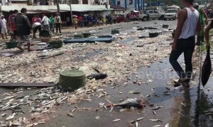 Truck spills thousands of fish sparking frantic scenes as locals try to collect them