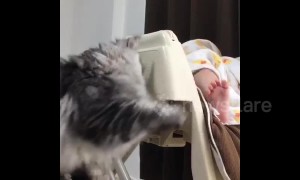 Gentle cat plays with napping baby