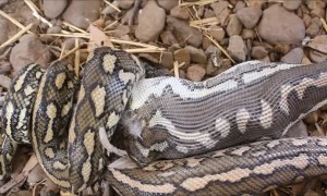 Carpet Python Swallows Chicken Whole