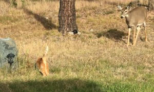 Unlikely Encounter Between Cat and Doe