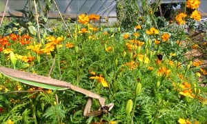 Praying Mantis Eats Bee Alive