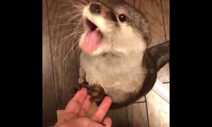 This otter makes some adorable noises when asking for dinner
