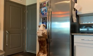 Smart Dog Uses Ice Cube Dispenser