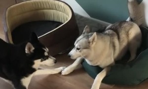 I Dub Thee Knight. Rise Up, Sir Memphis the Husky