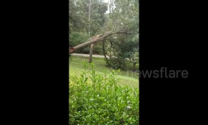 Moment tree snaps in half, tearing down power lines