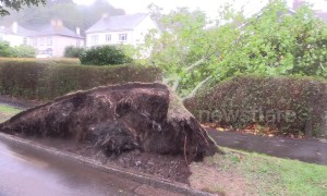 Storm Callum havoc leaves seaweed on cars, over-turned boats and fallen trees in Cornwall