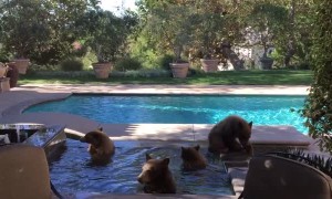 Mama Bear and Cubs Cool off in Pool