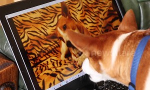 Confused dog battles himself on a laptop screen