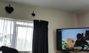 Dog Loves Watching TV
