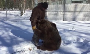 Playtime With the Bears