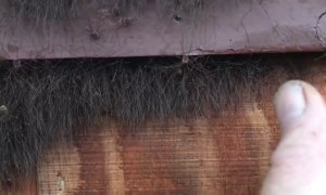 A Hoard of Daddy Long Legs