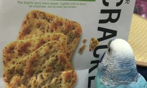 Polly Want a Picture of a Cracker?