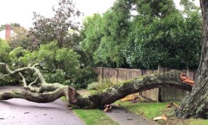 Storm downs huge branch from 300-year-old oak tree on Long Island