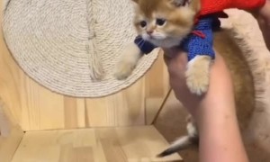 Superhero Kitten