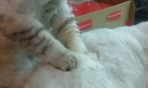 The Purrrfect Massage