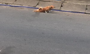 Dog Fakes Injury for Food