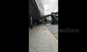 Leaves dance in gentle circular motion as tornado-like swirl blows