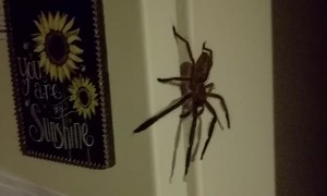 Rejected by a Huntsman Spider