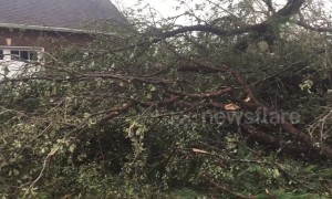 Panama City neighborhood littered with felled trees in aftermath of Michael